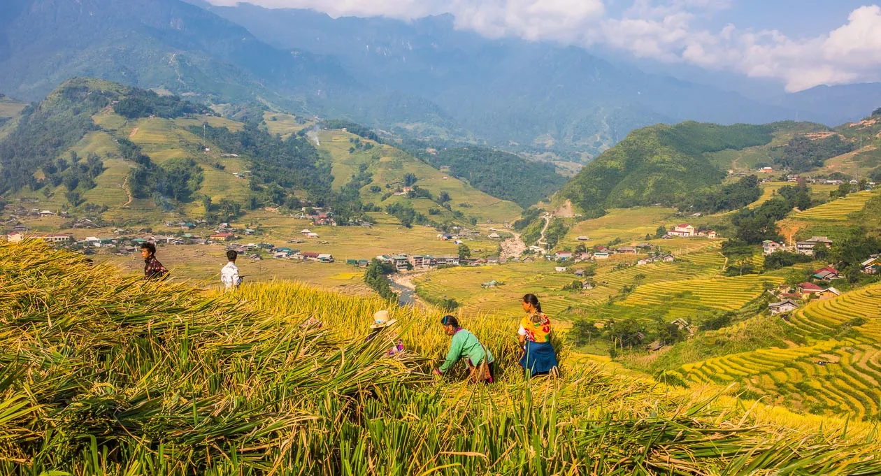 Cascading rice terraces in Sapa with mist-covered mountains in the background