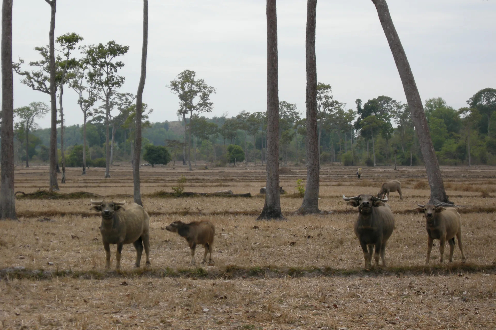 Vietnam forest national park ancient trees — Cúc Phương's ancient trees are among the tallest in the country