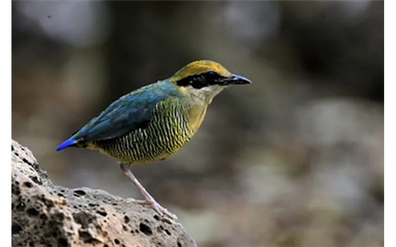 Cat Tien national park Vietnam — lowland tropical forest south of Ho Chi Minh City, home to rare wildlife