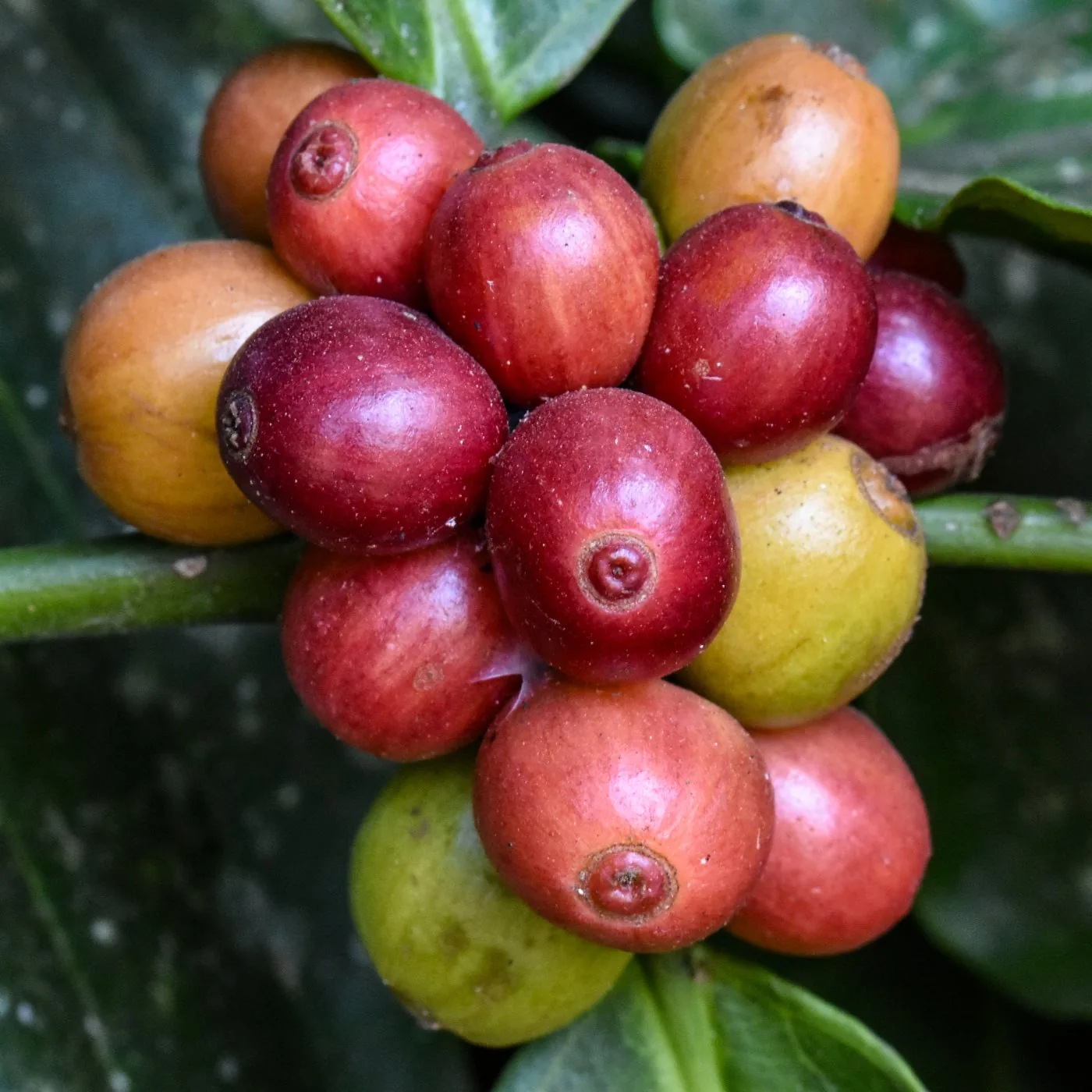 A Coffee Farm Tour in Vietnam's Central Highlands: What to Expect