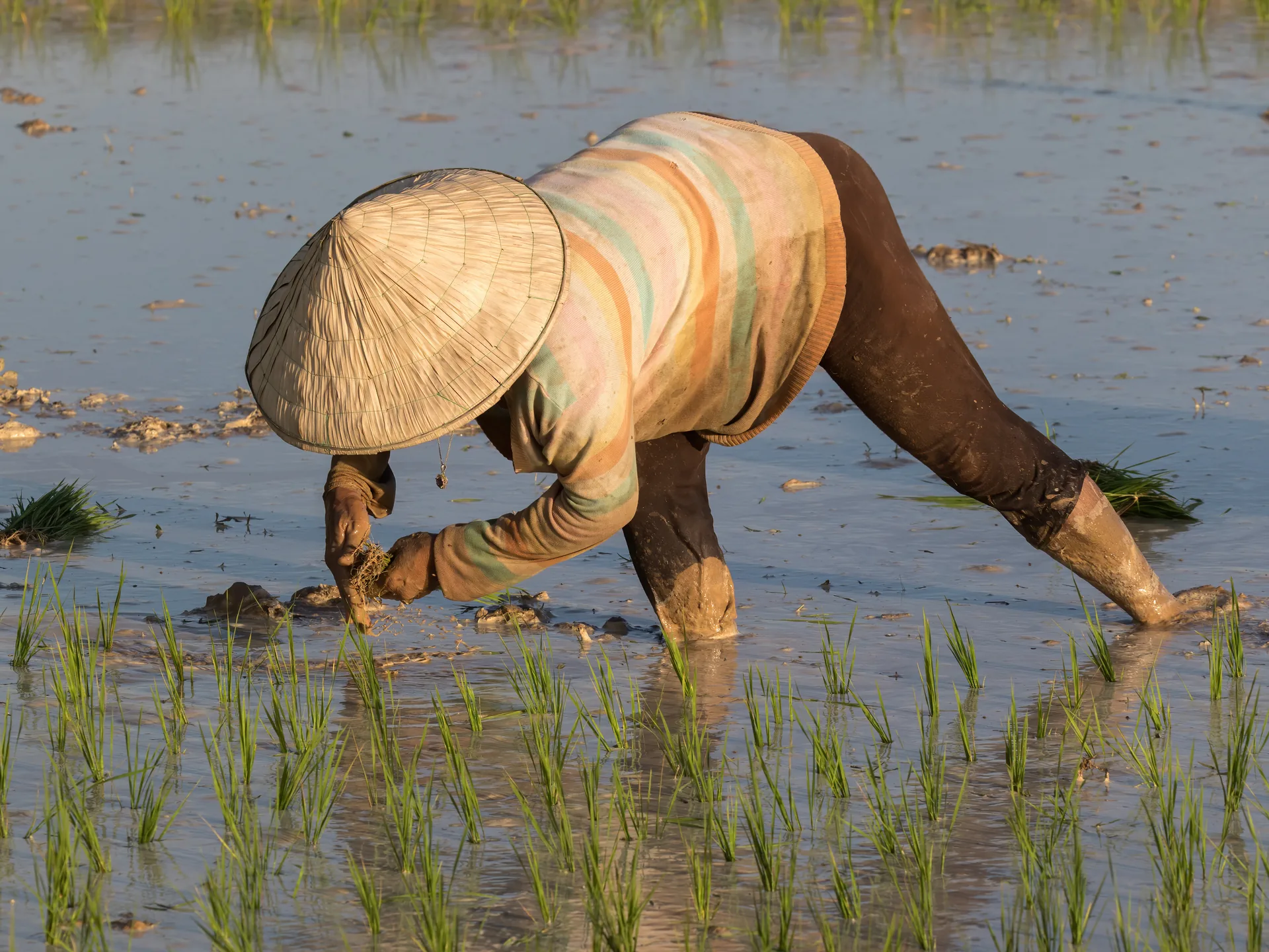 Vietnamese woman conical hat working in rice field — the agricultural landscape of ethnic minority areas in northern Vietnam