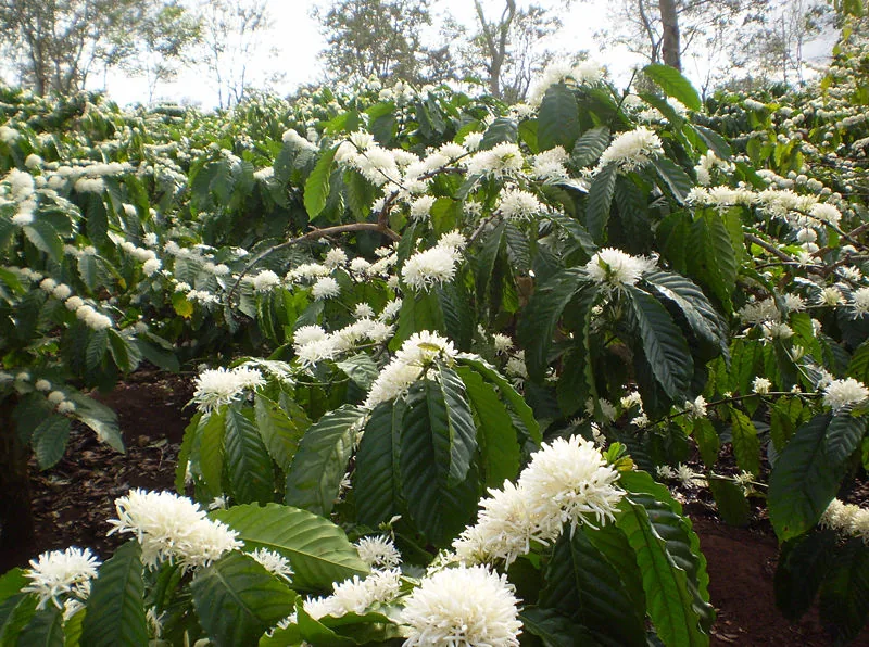 Buon Ma Thuot Coffee Country