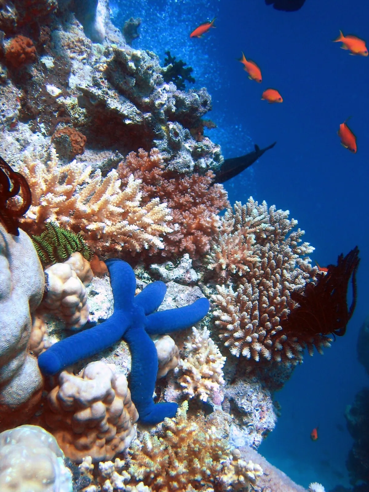 Coral reef and marine life along the Vietnamese coast