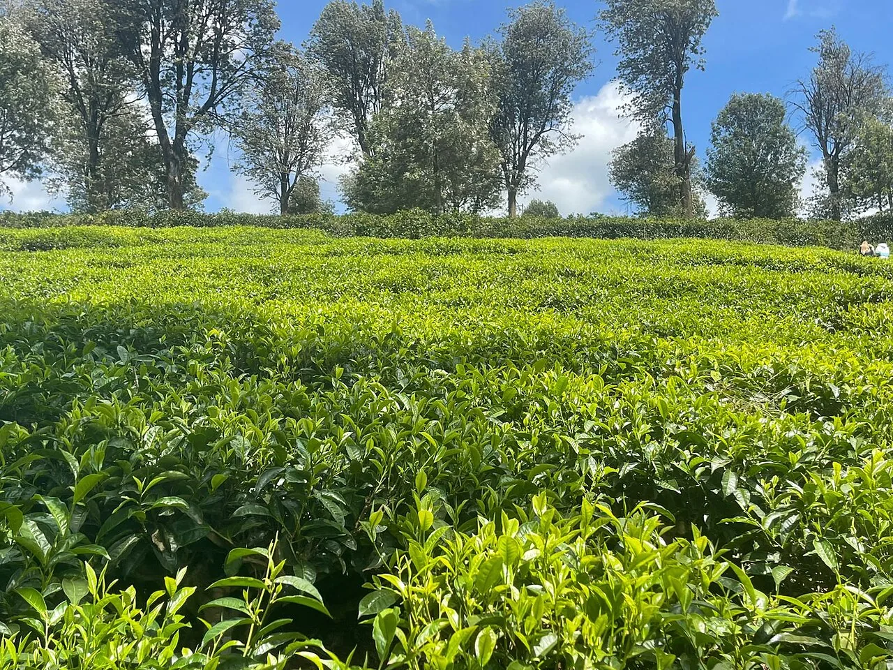 Bao Loc Tea Highlands