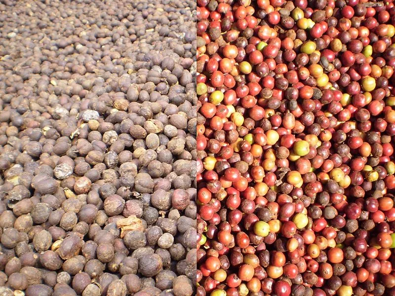 Vietnam Coffee Harvest