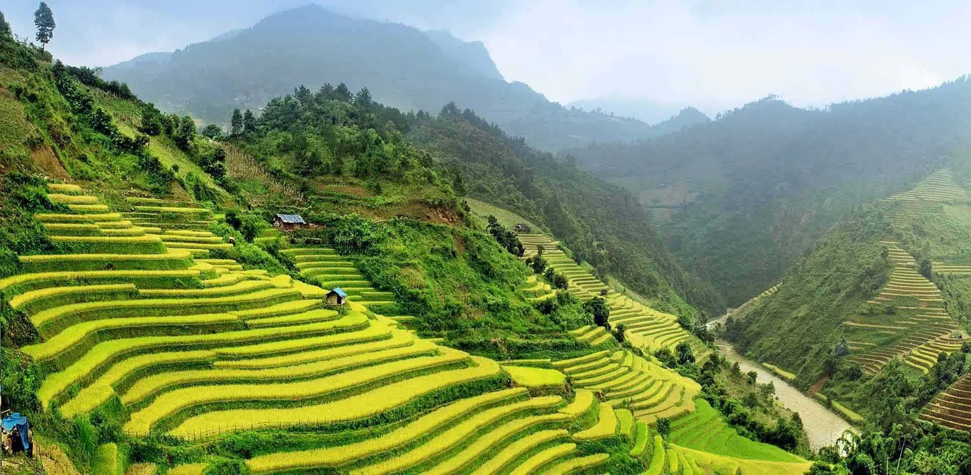 Cascading rice terraces in Sapa with mist-covered mountains in the background