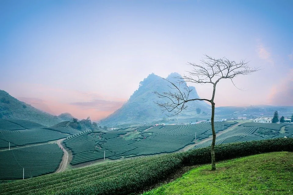Tea plantations on the Moc Chau plateau, Son La