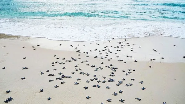 Green sea turtles nesting on Con Dao's protected beaches