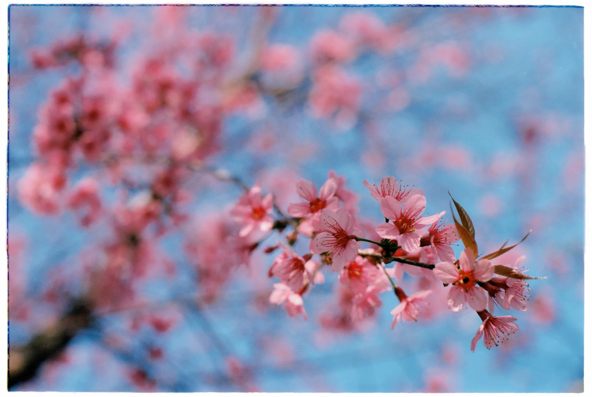 Vietnam spring northern highlands flower blossom — the shoulder season between winter and summer has the clearest skies