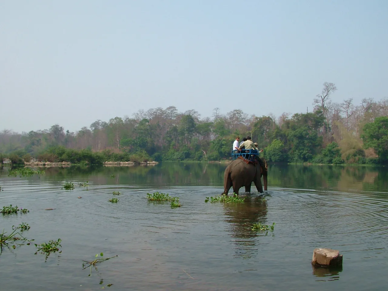 Dak Lak Elephant