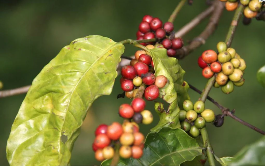 Vietnam Coffee Farm